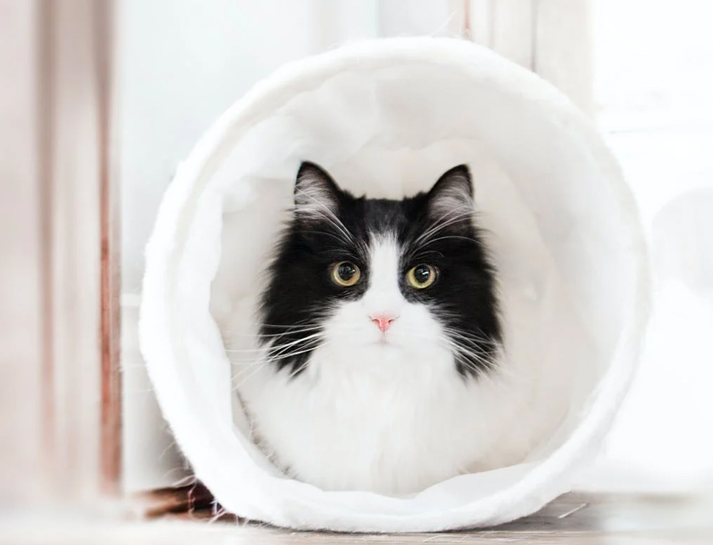 人类的伴侣动物