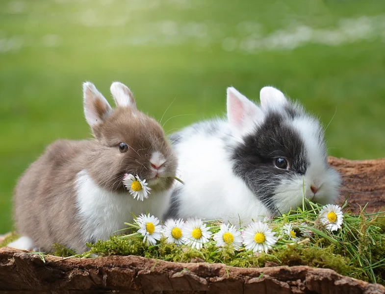 人类的伴侣动物