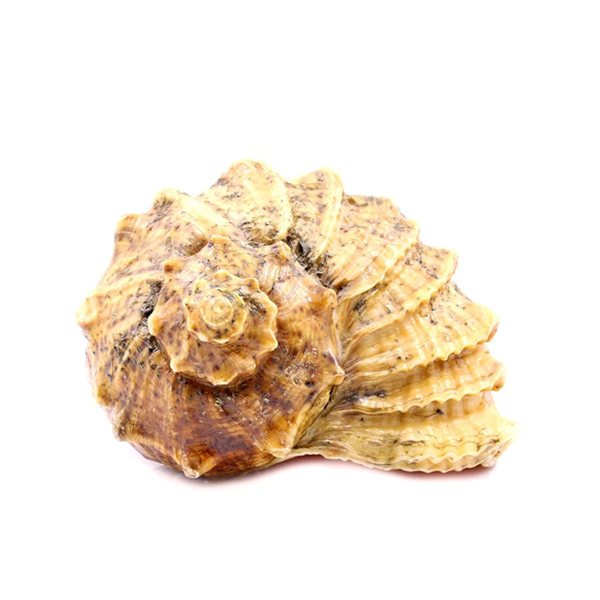 海螺