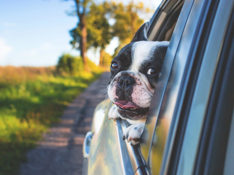 训练狗狗随行的办法有哪些