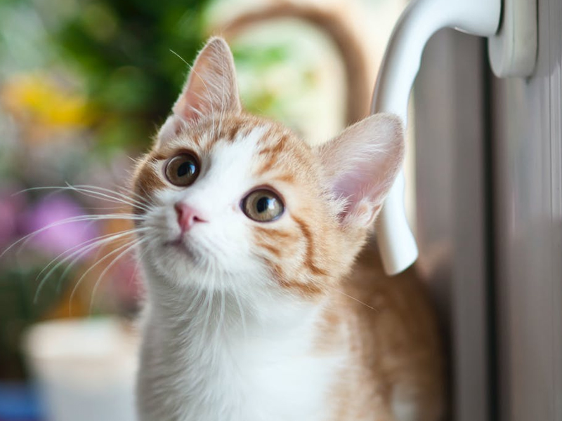 猫咪为什么不使用猫砂盆