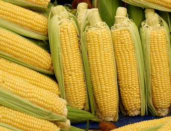 玉米