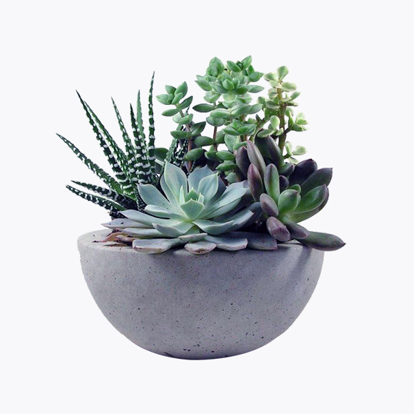 多肉花盆