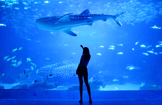 海洋生态主题馆