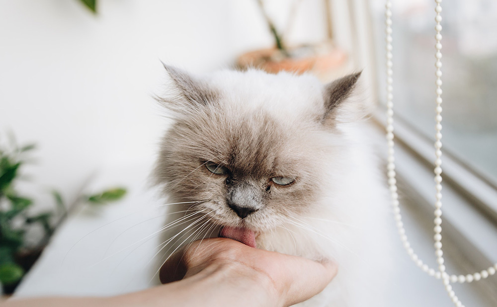 你听说过猫咪救人的故事吗?