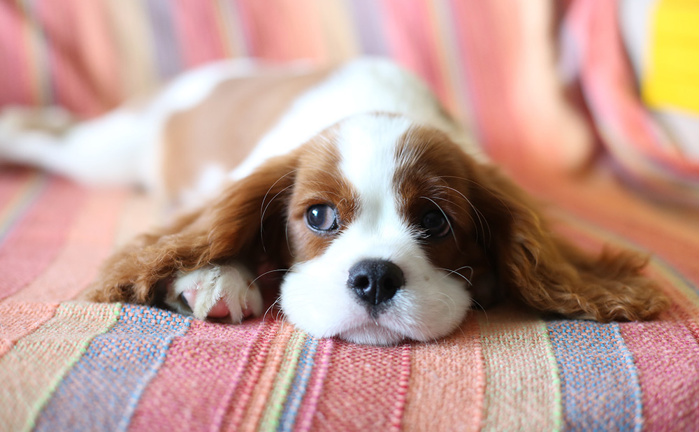 如何让狗狗开心