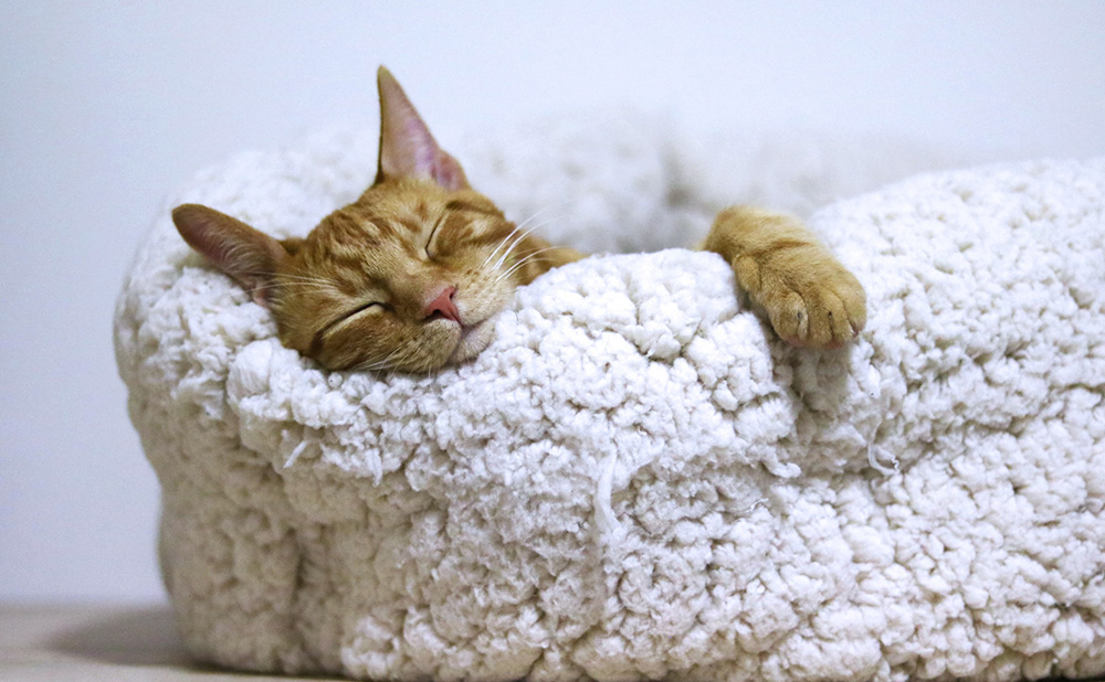 怎么养好一只猫咪