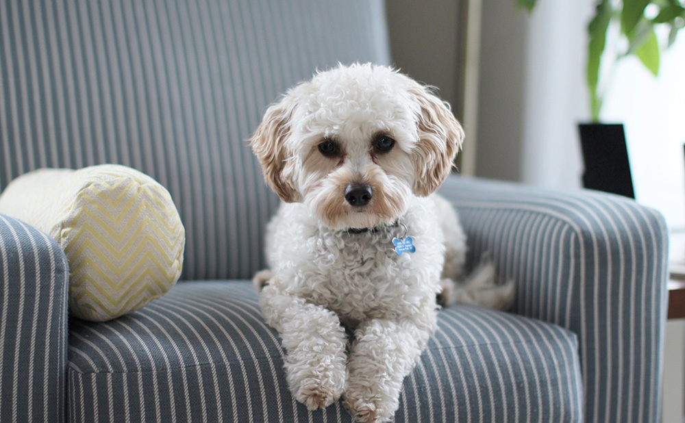 宠物专家教你如何训练狗狗